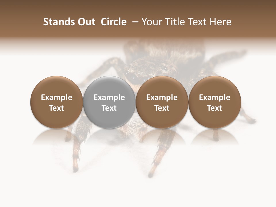 Animal Arachnida White PowerPoint Template