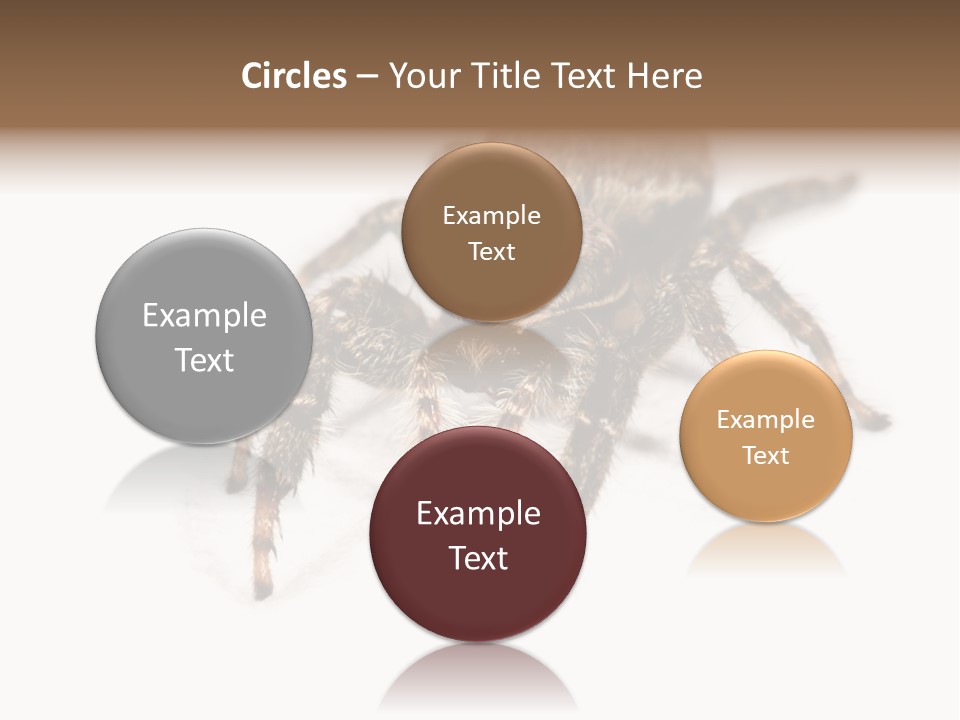 Animal Arachnida White PowerPoint Template