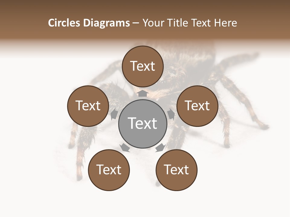 Animal Arachnida White PowerPoint Template