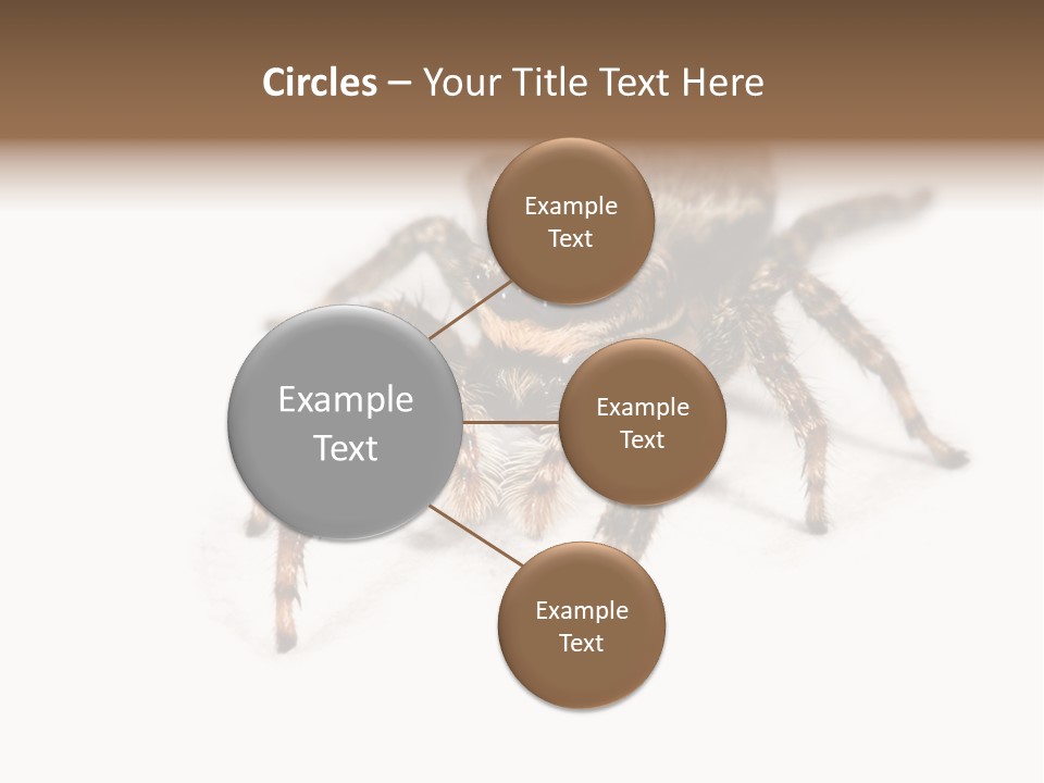 Animal Arachnida White PowerPoint Template