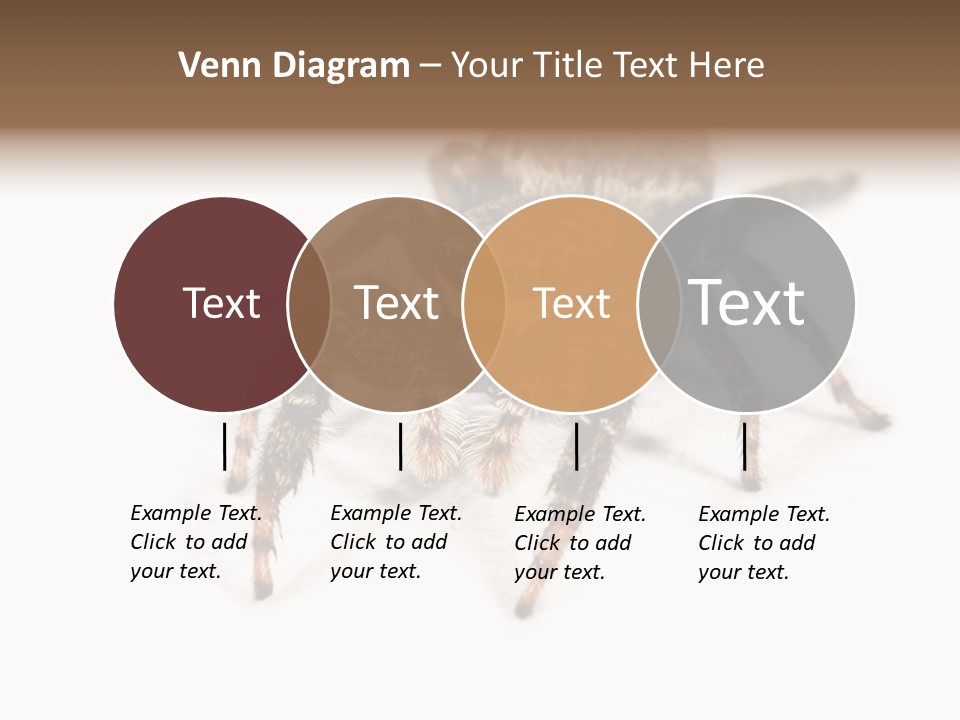 Animal Arachnida White PowerPoint Template