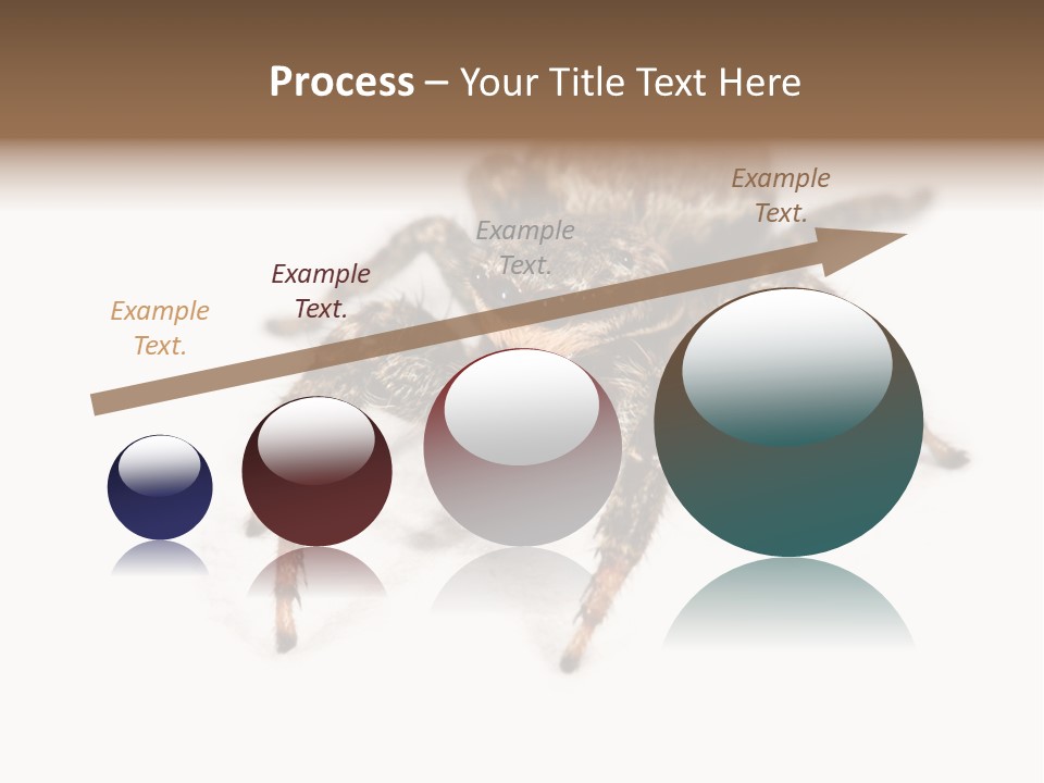 Animal Arachnida White PowerPoint Template