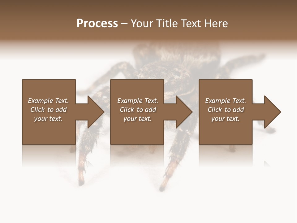 Animal Arachnida White PowerPoint Template