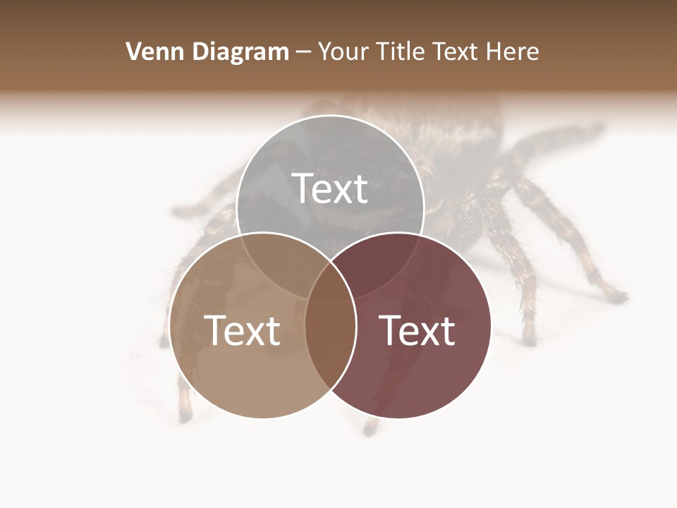 Animal Arachnida White PowerPoint Template