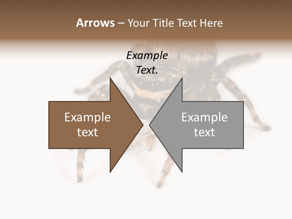 Animal Arachnida White PowerPoint Template