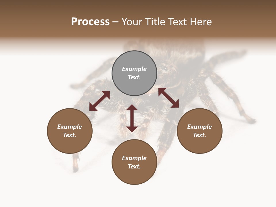 Animal Arachnida White PowerPoint Template