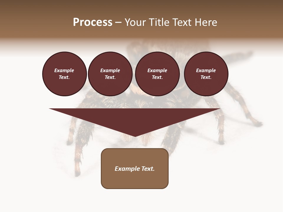 Animal Arachnida White PowerPoint Template