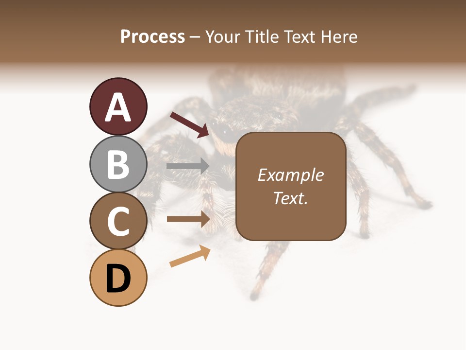 Animal Arachnida White PowerPoint Template