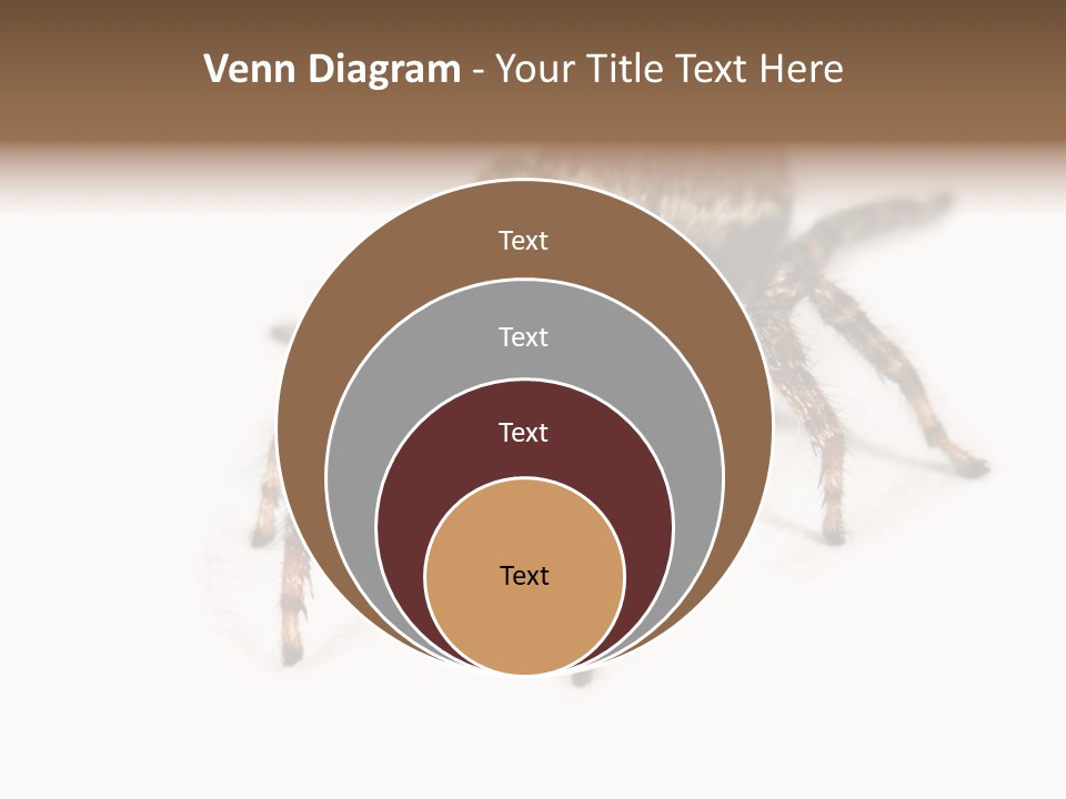 Animal Arachnida White PowerPoint Template