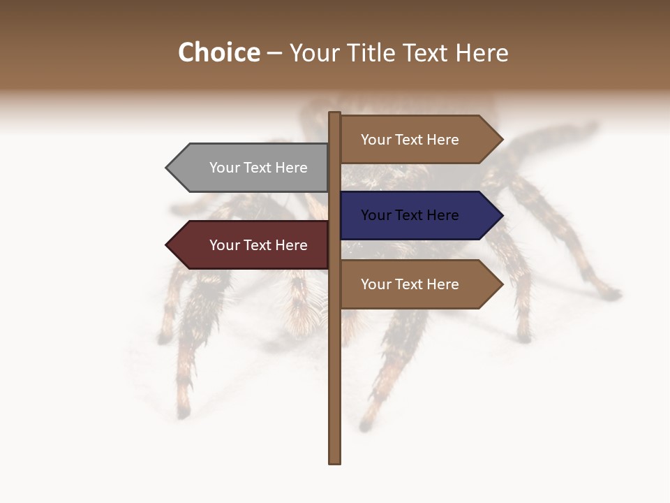Animal Arachnida White PowerPoint Template
