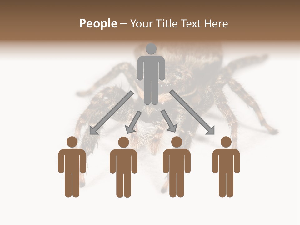 Animal Arachnida White PowerPoint Template