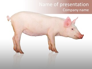 Meat Ear Side PowerPoint Template