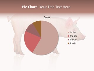 Meat Ear Side PowerPoint Template