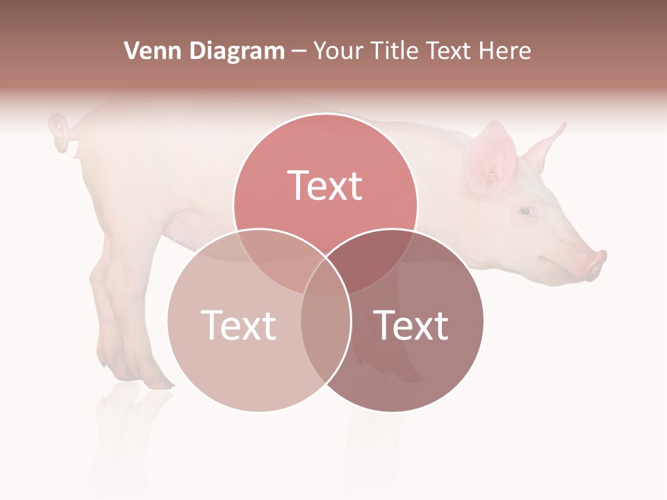 Meat Ear Side PowerPoint Template