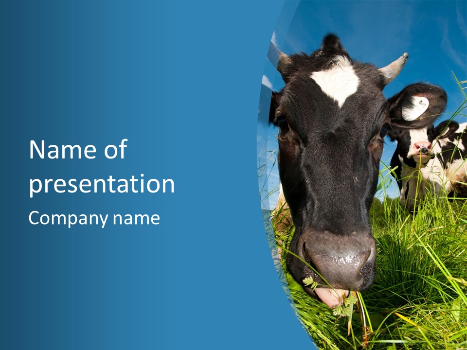 Ranch Cow Land PowerPoint Template