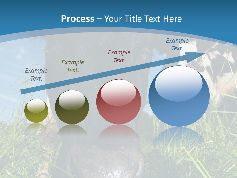 Ranch Cow Land PowerPoint Template