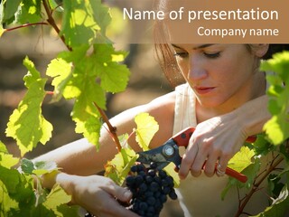 Wine Facing Caucasian PowerPoint Template