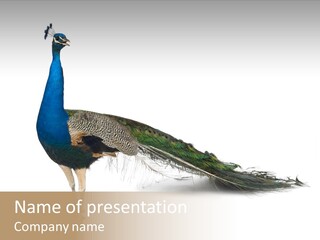 No People Bird Behavior PowerPoint Template