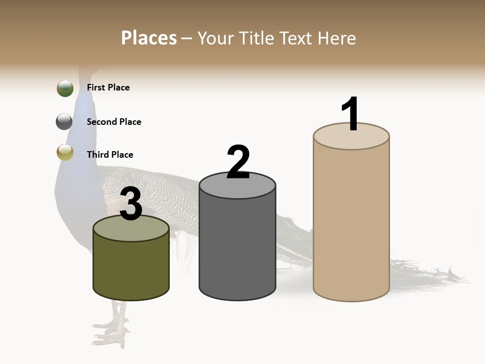 No People Bird Behavior PowerPoint Template