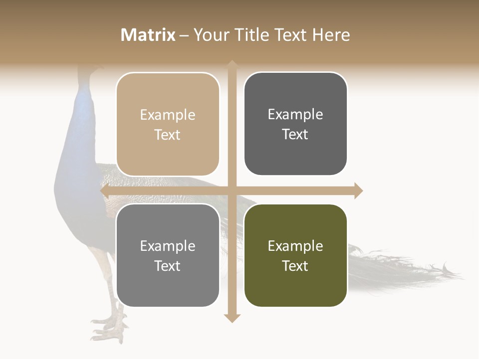 No People Bird Behavior PowerPoint Template