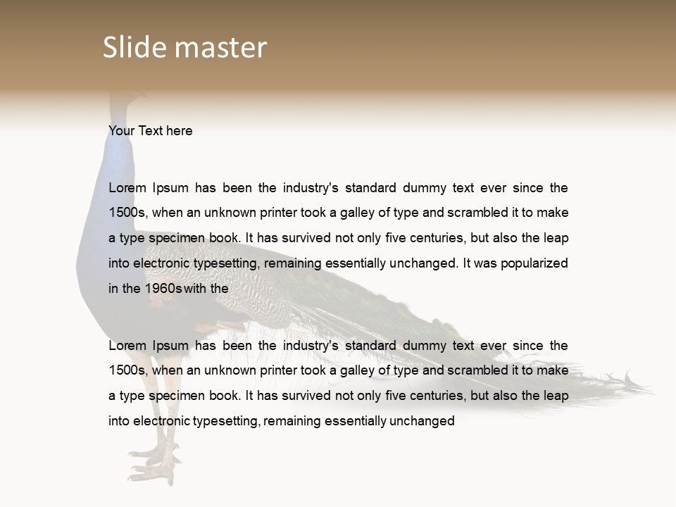 No People Bird Behavior PowerPoint Template