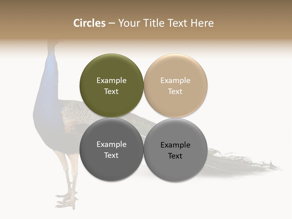 No People Bird Behavior PowerPoint Template