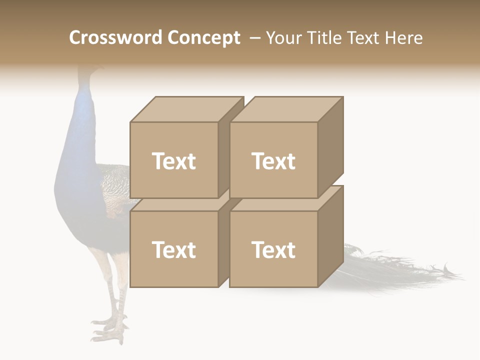 No People Bird Behavior PowerPoint Template