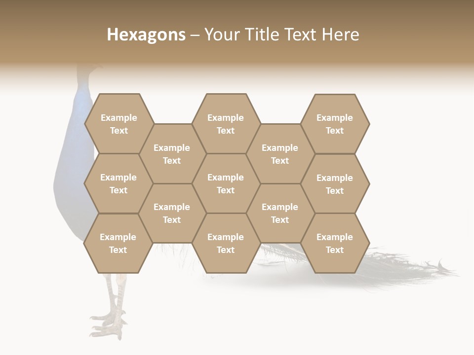 No People Bird Behavior PowerPoint Template