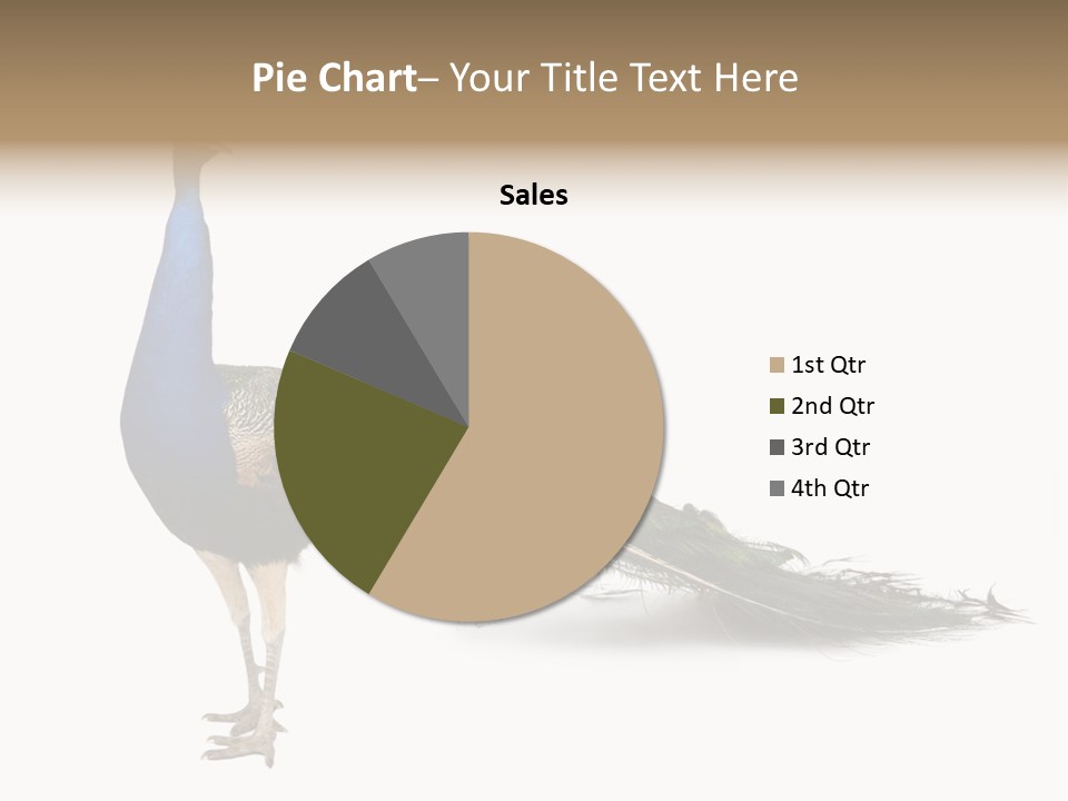 No People Bird Behavior PowerPoint Template