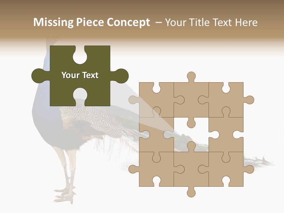 No People Bird Behavior PowerPoint Template