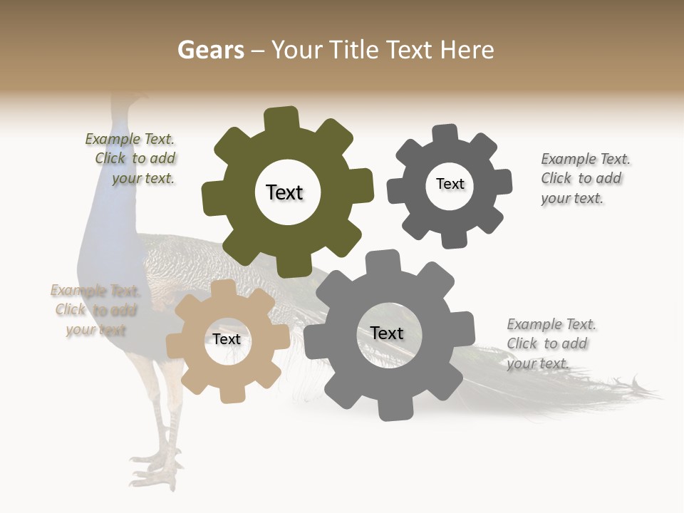 No People Bird Behavior PowerPoint Template