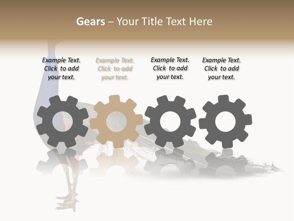 No People Bird Behavior PowerPoint Template