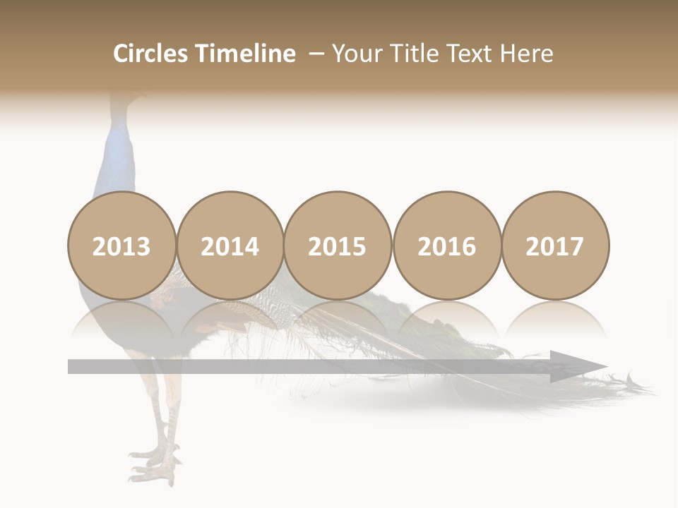 No People Bird Behavior PowerPoint Template