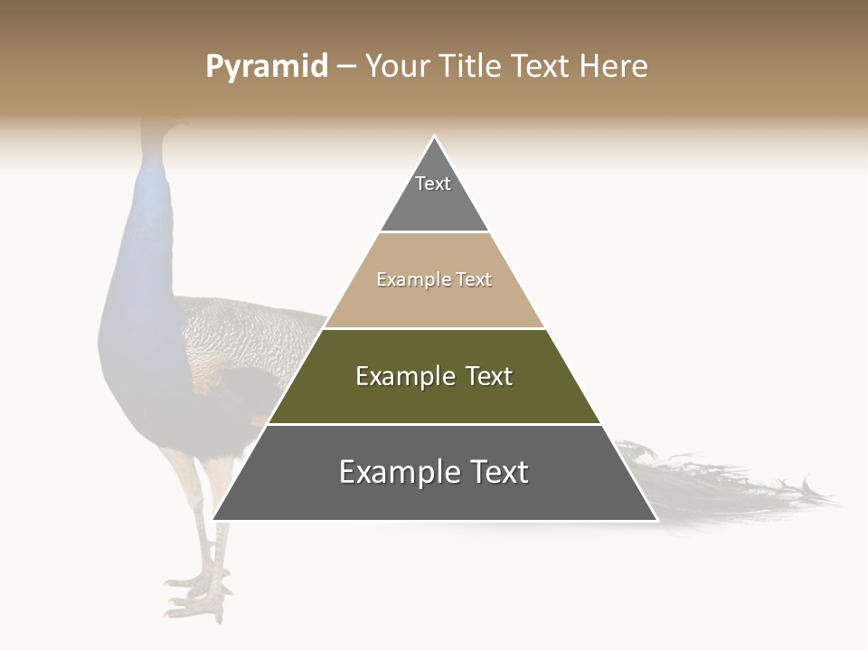 No People Bird Behavior PowerPoint Template