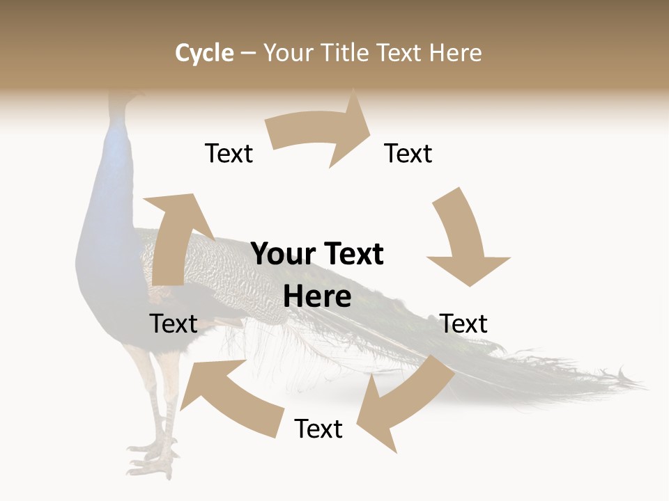 No People Bird Behavior PowerPoint Template