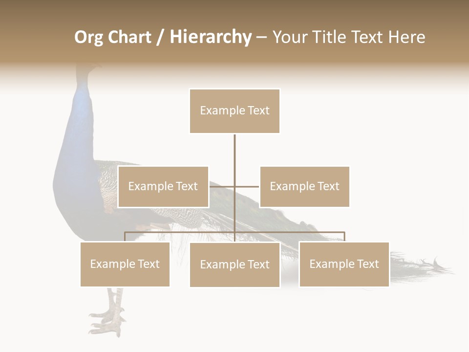 No People Bird Behavior PowerPoint Template