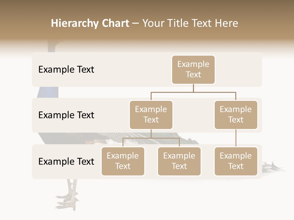 No People Bird Behavior PowerPoint Template