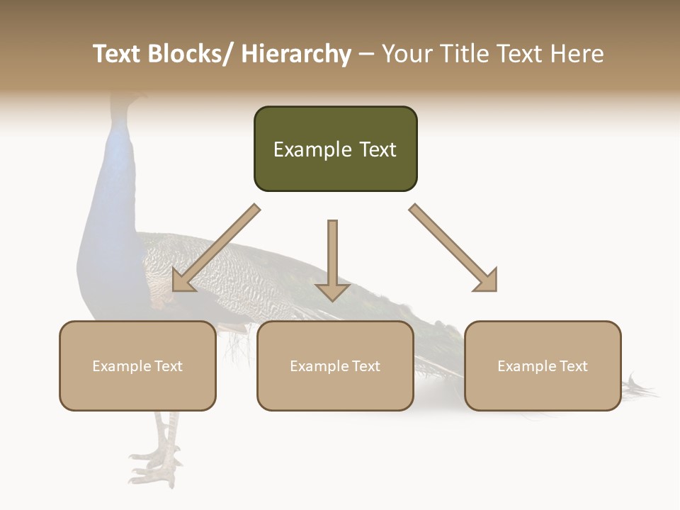 No People Bird Behavior PowerPoint Template