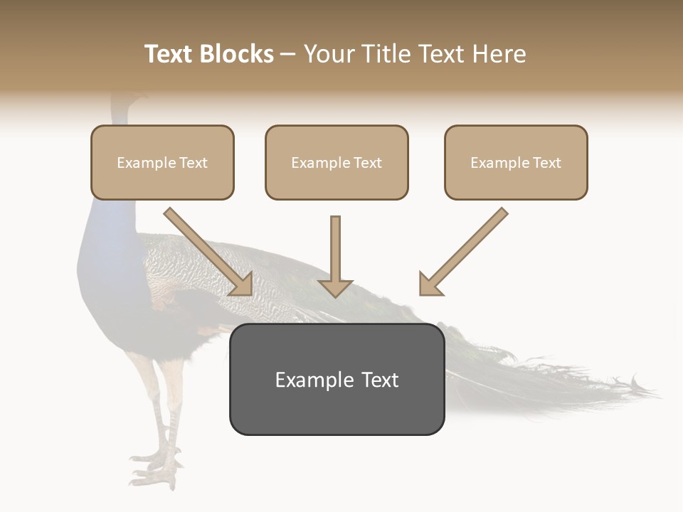No People Bird Behavior PowerPoint Template