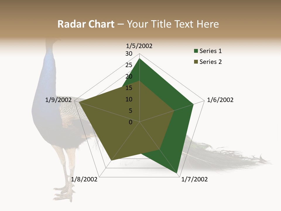 No People Bird Behavior PowerPoint Template