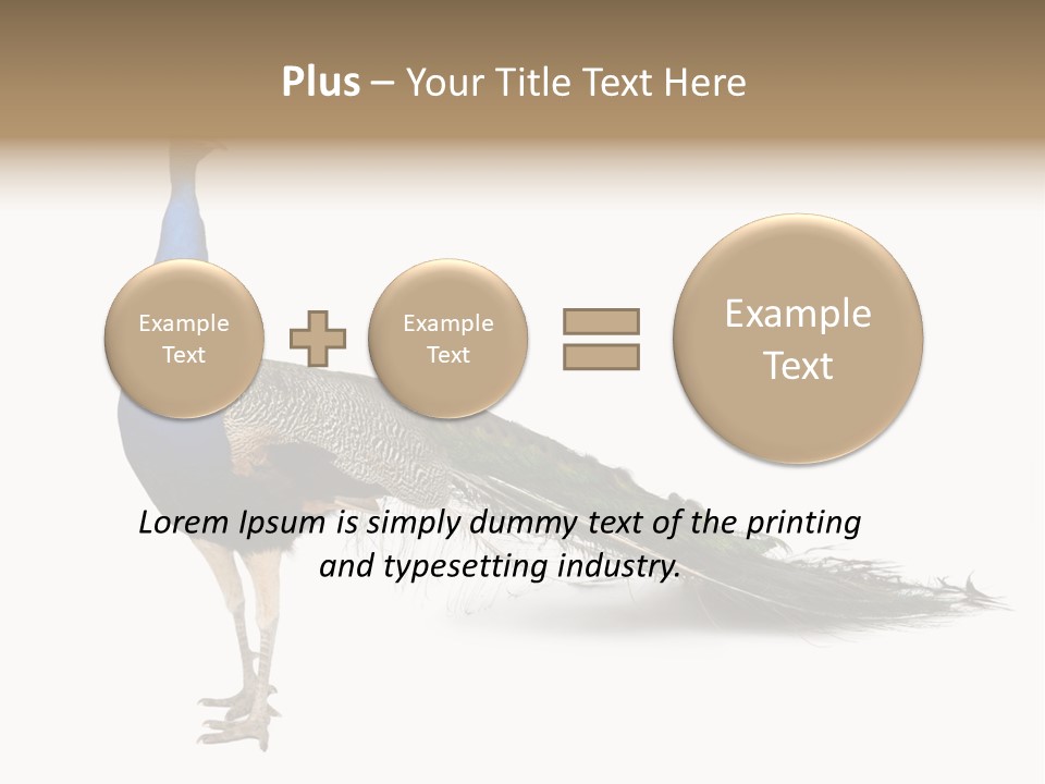 No People Bird Behavior PowerPoint Template