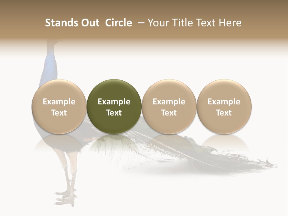 No People Bird Behavior PowerPoint Template
