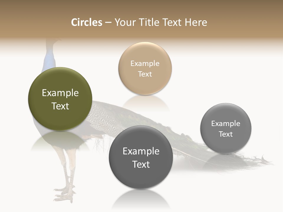 No People Bird Behavior PowerPoint Template