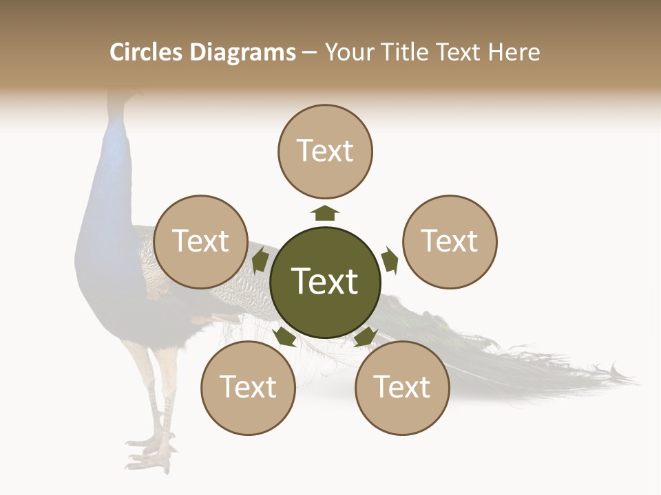 No People Bird Behavior PowerPoint Template