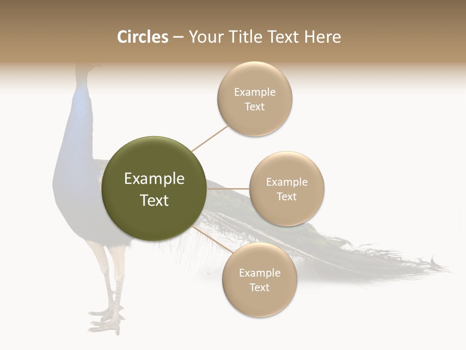 No People Bird Behavior PowerPoint Template