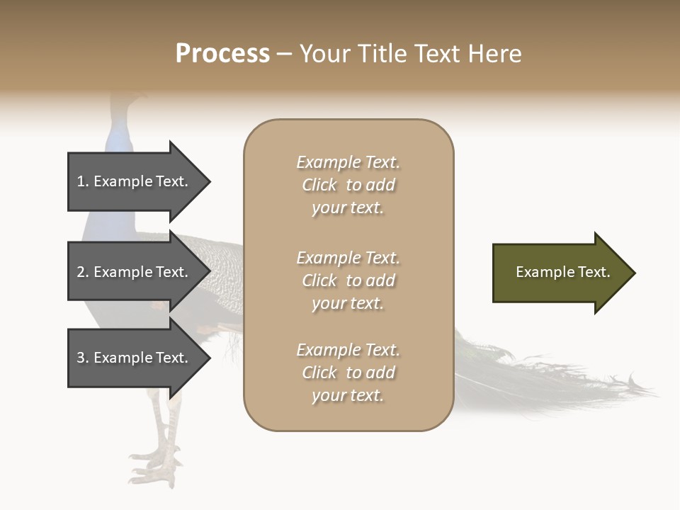 No People Bird Behavior PowerPoint Template