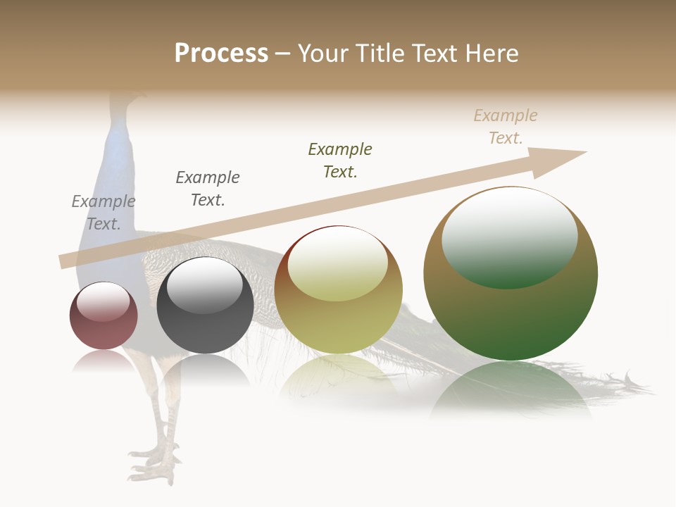 No People Bird Behavior PowerPoint Template