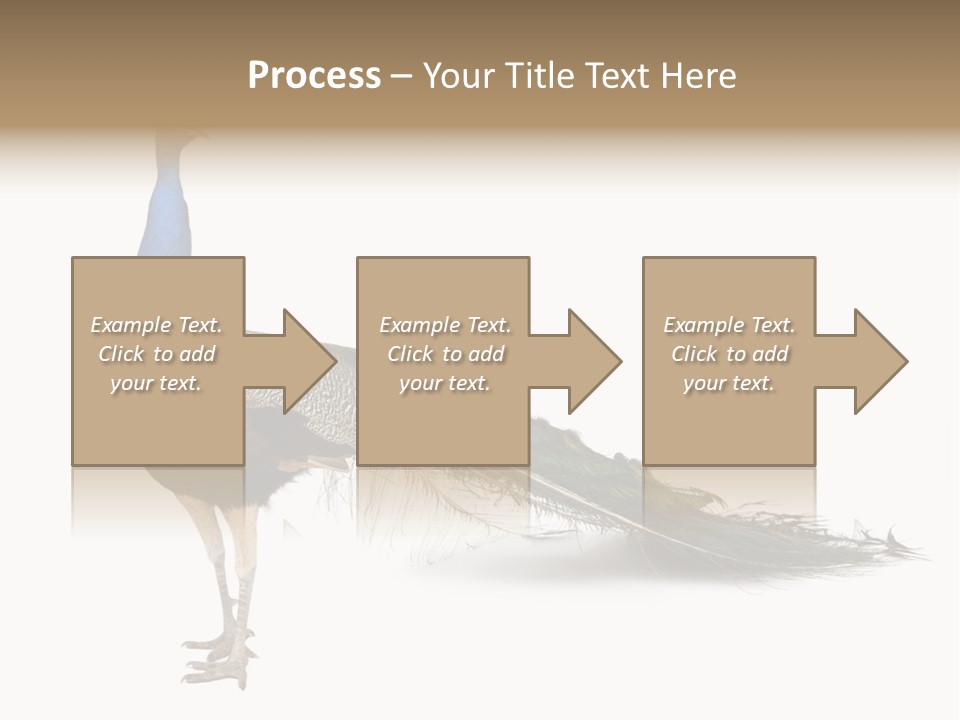 No People Bird Behavior PowerPoint Template