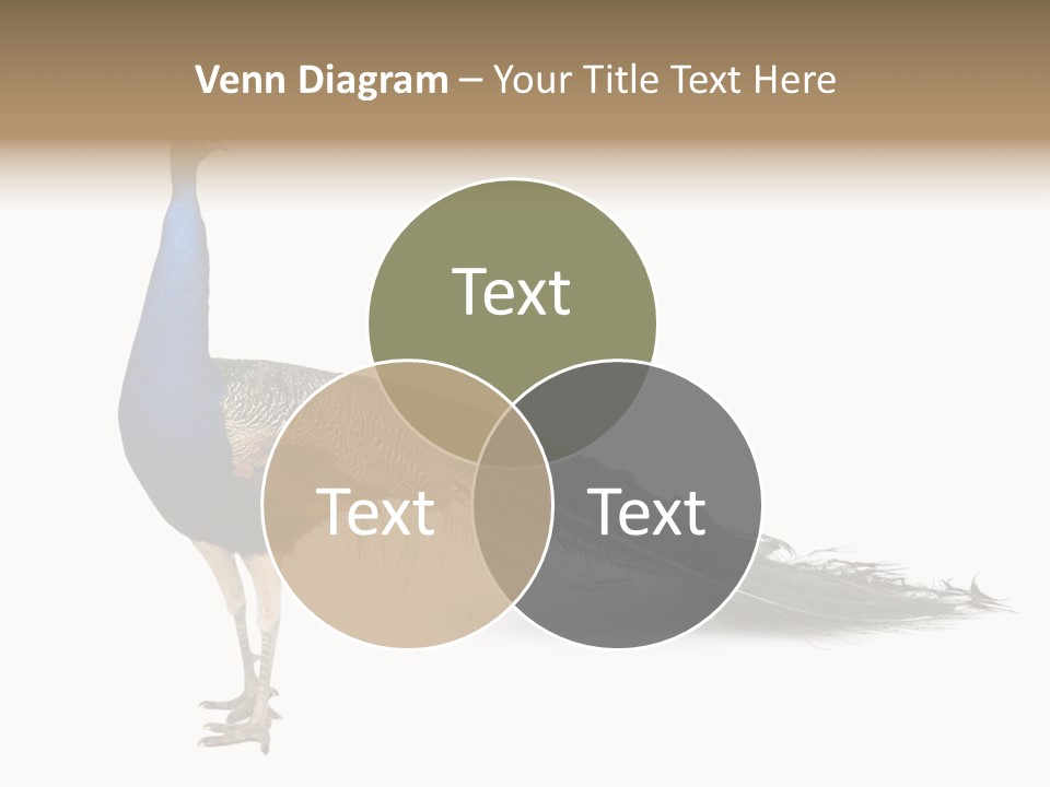 No People Bird Behavior PowerPoint Template