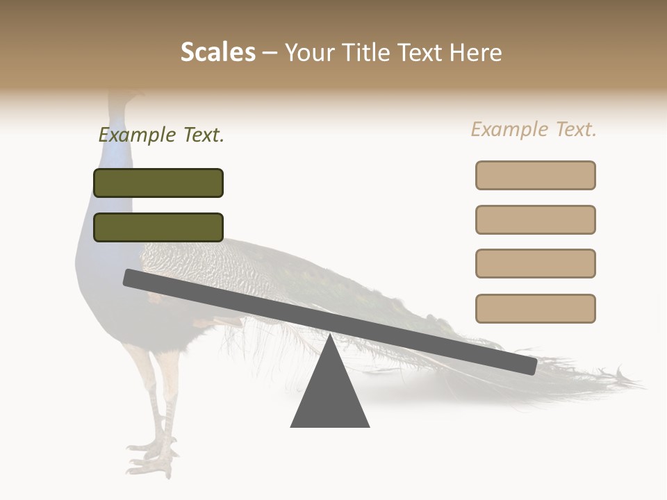 No People Bird Behavior PowerPoint Template